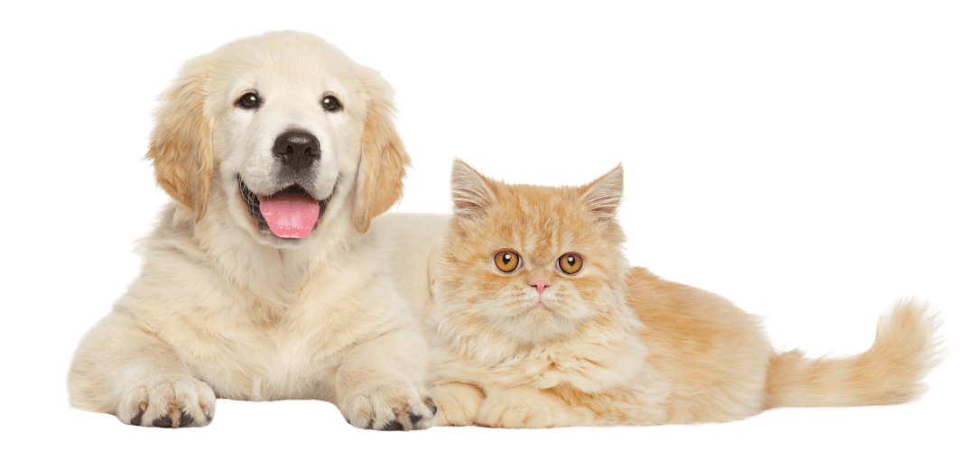 Dog and Cat at Rajdhani Pet Shop